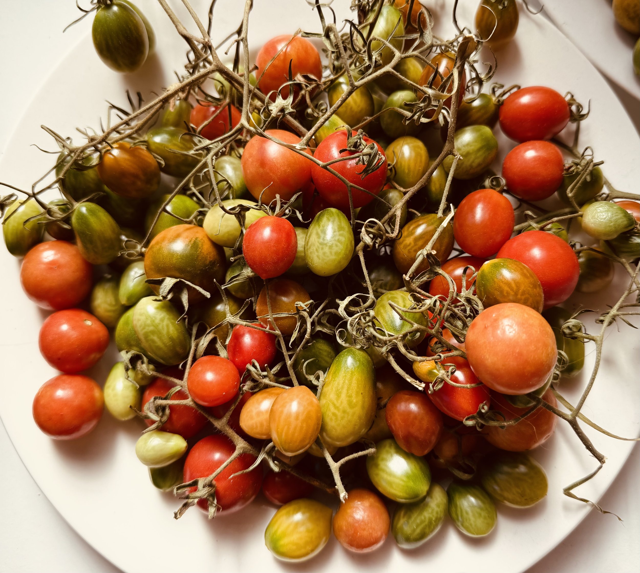 Episode 141: Out on a Limb, the writer’s life….