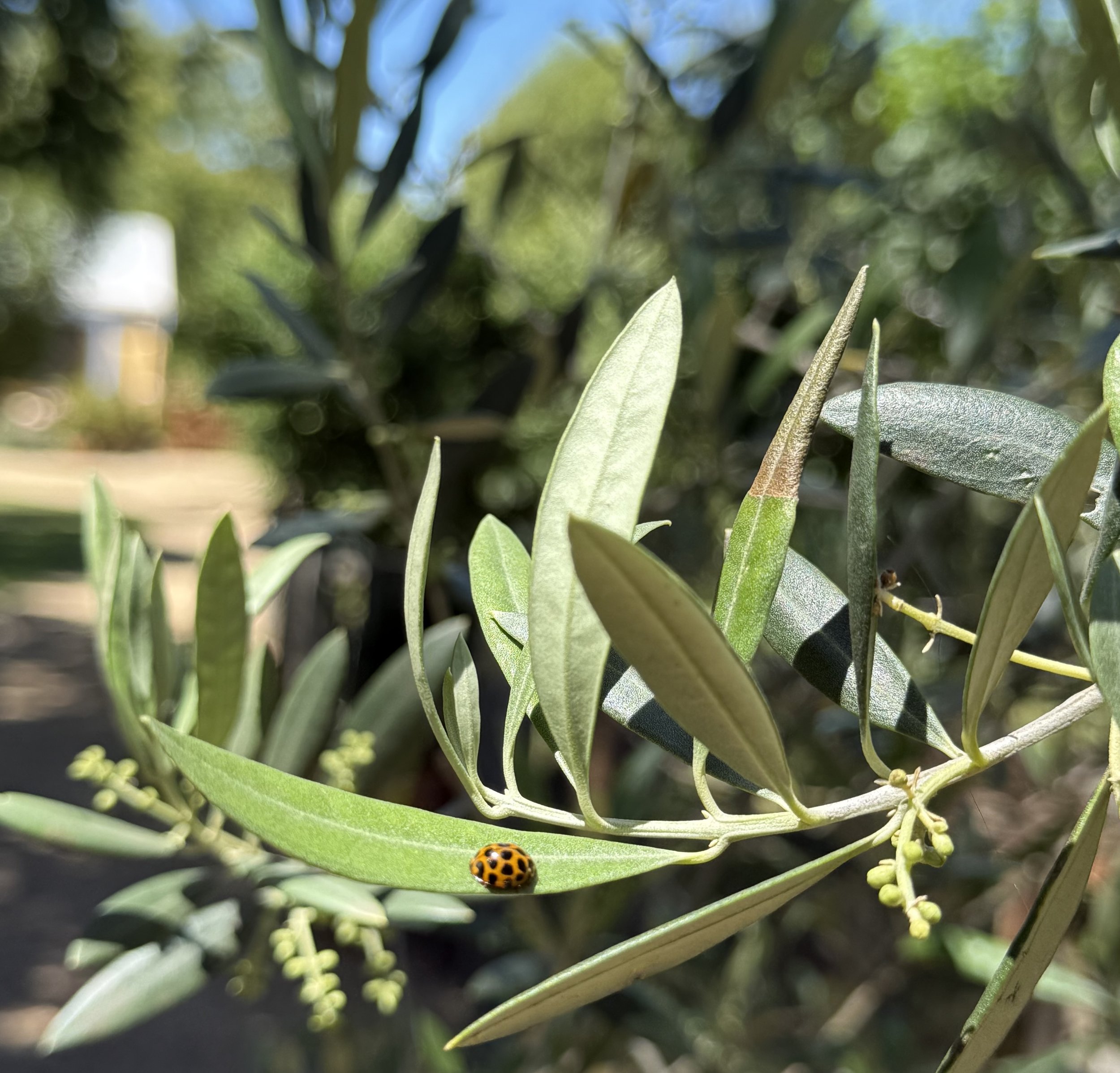 Episode 145: Living the Italian Dream at home in Australia!