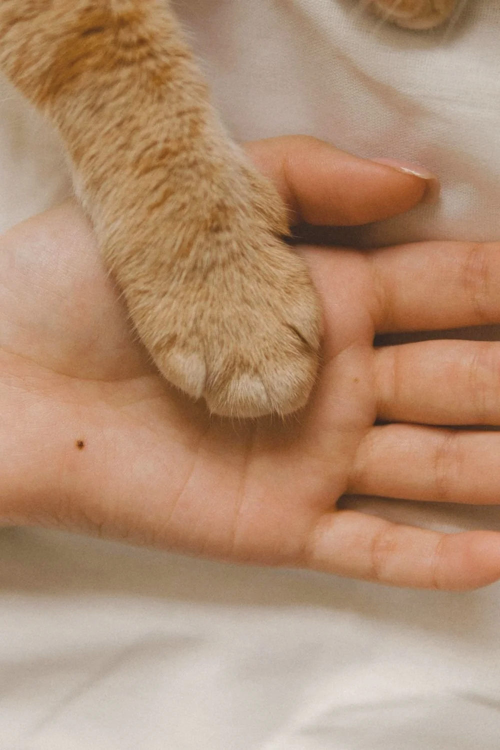 When Your Pet Arrives at Exactly the Right Time