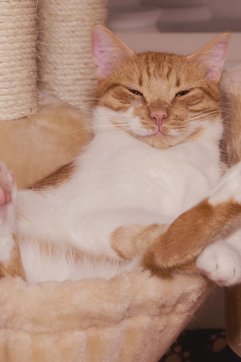 Funny Animal Stories That Made Us Laugh