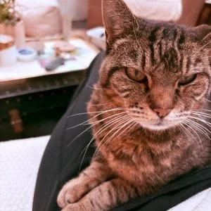 A girl tabby cat is sitting on her pet parent's lap.