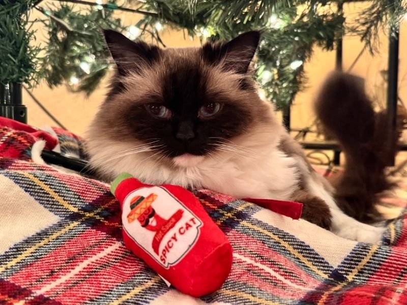 A fluffy cat with blue eyes named Wren is sitting under the Christmas tree, with a toy nearby that says "spicy cat" on it.
