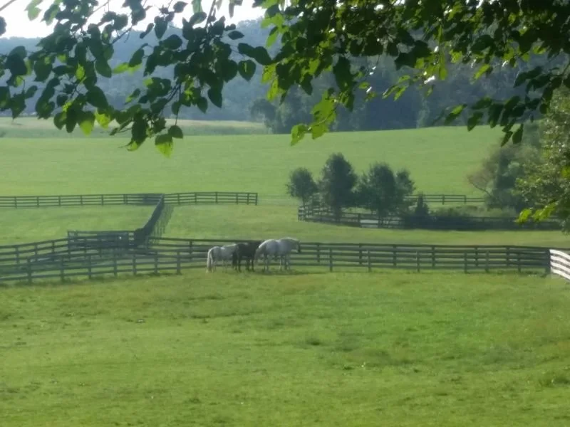 Ginny Branden's three horses outside grazing in a vibrant green pasture.