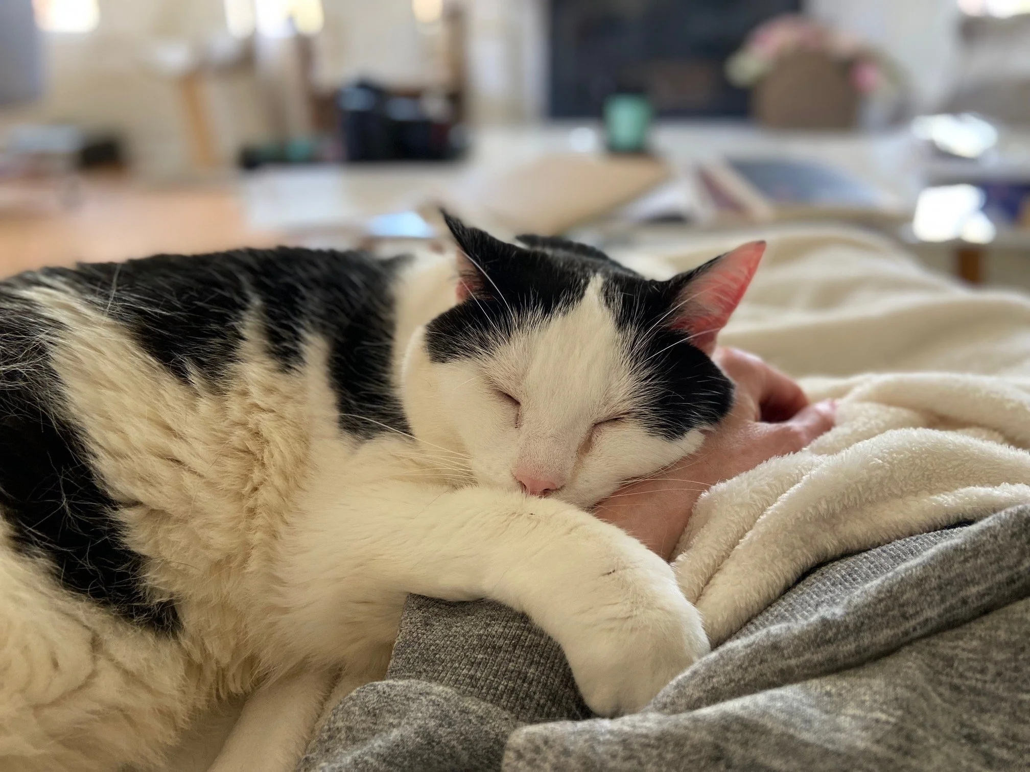 My cat Chewy, with black and white spots, resting his head on my hand with his paw on my arm.
