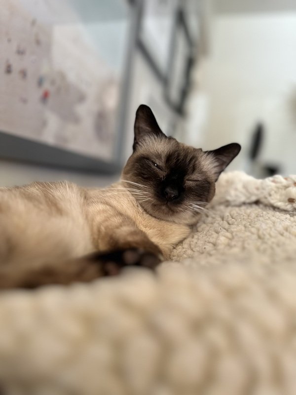 A siamese cat is shown resting on blankets; this cat passed away a few years ago.