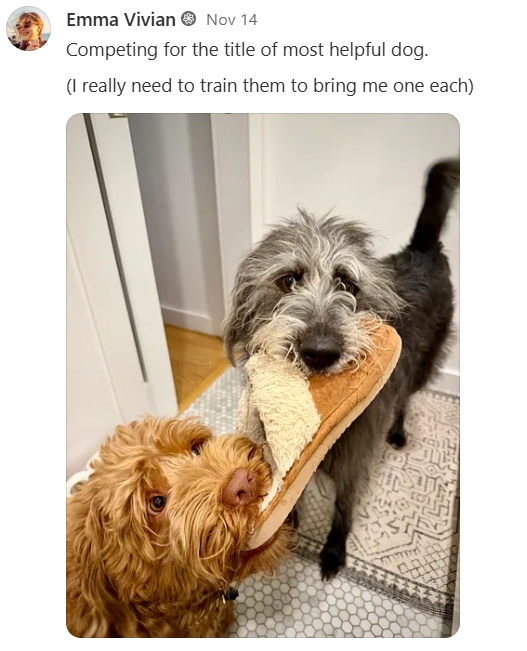 Two dogs are walking, each with part of a sandal in their mouth. Two dogs are taking this one sandal to their mom in attempts to help.