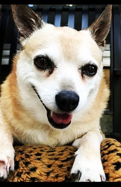 Roxy Lu Lu, Dana’s small tan and white dog, resting happily on a blanket.
