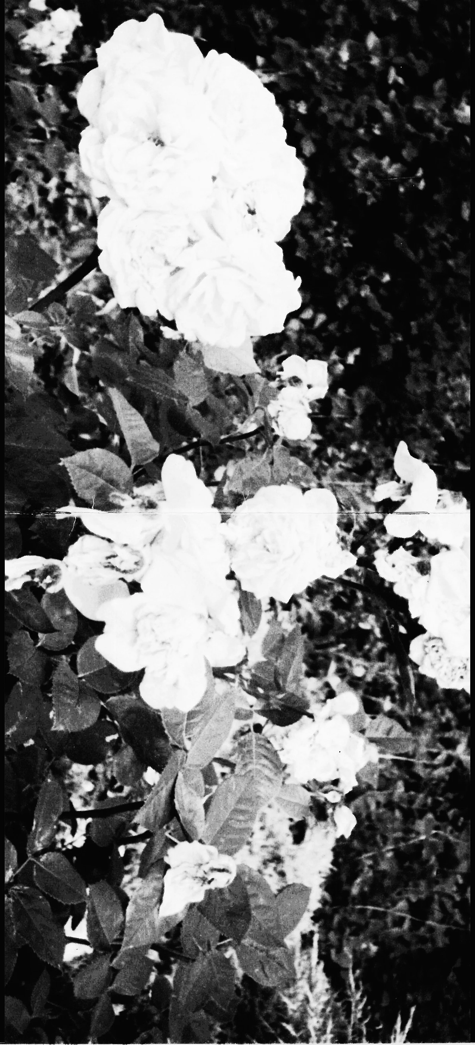 alt background copy 2.jpg