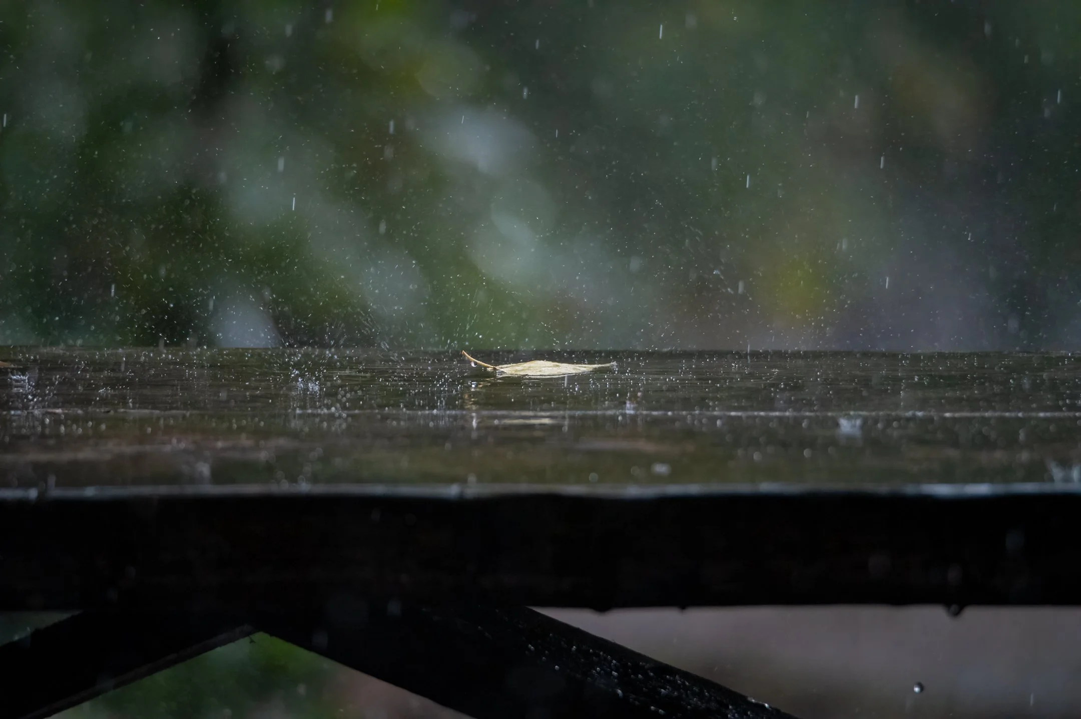 in the rainy season 3 (1 of 1).JPG