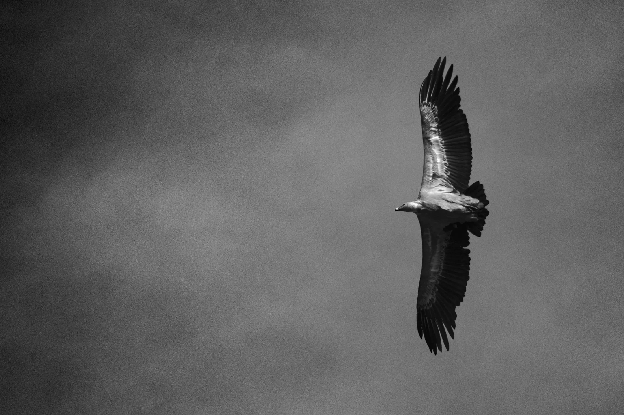 the dead eater (1 of 1).JPG