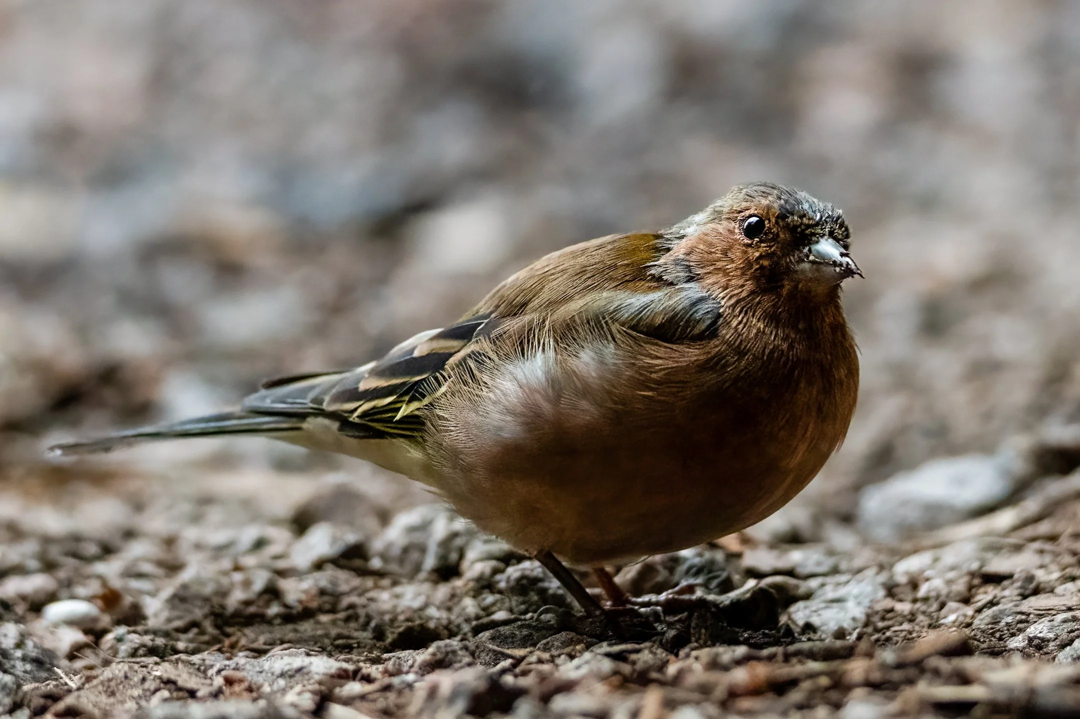 I is a peippo (1 of 1).JPG