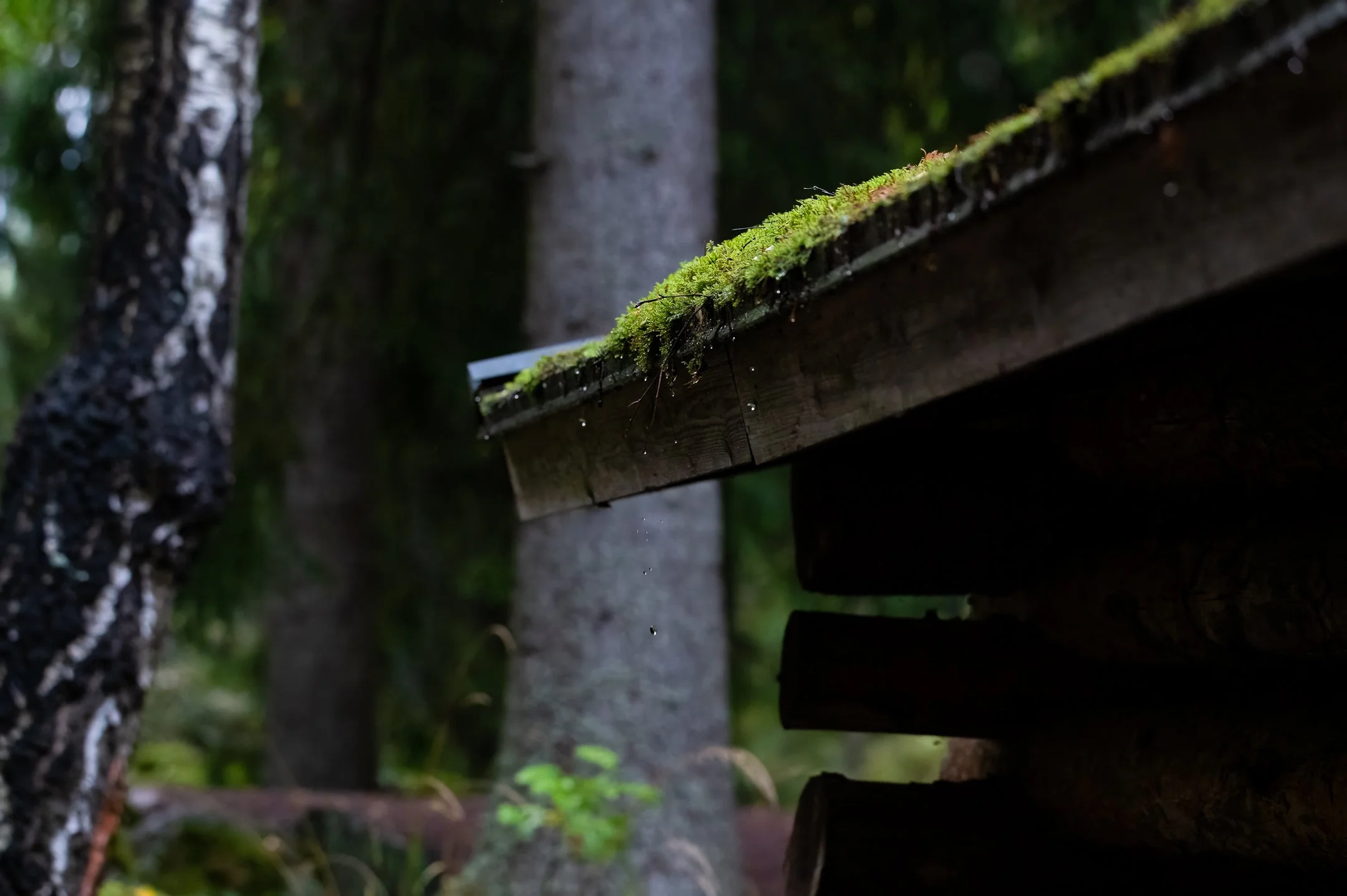 in the rainy season 5 (1 of 1).JPG