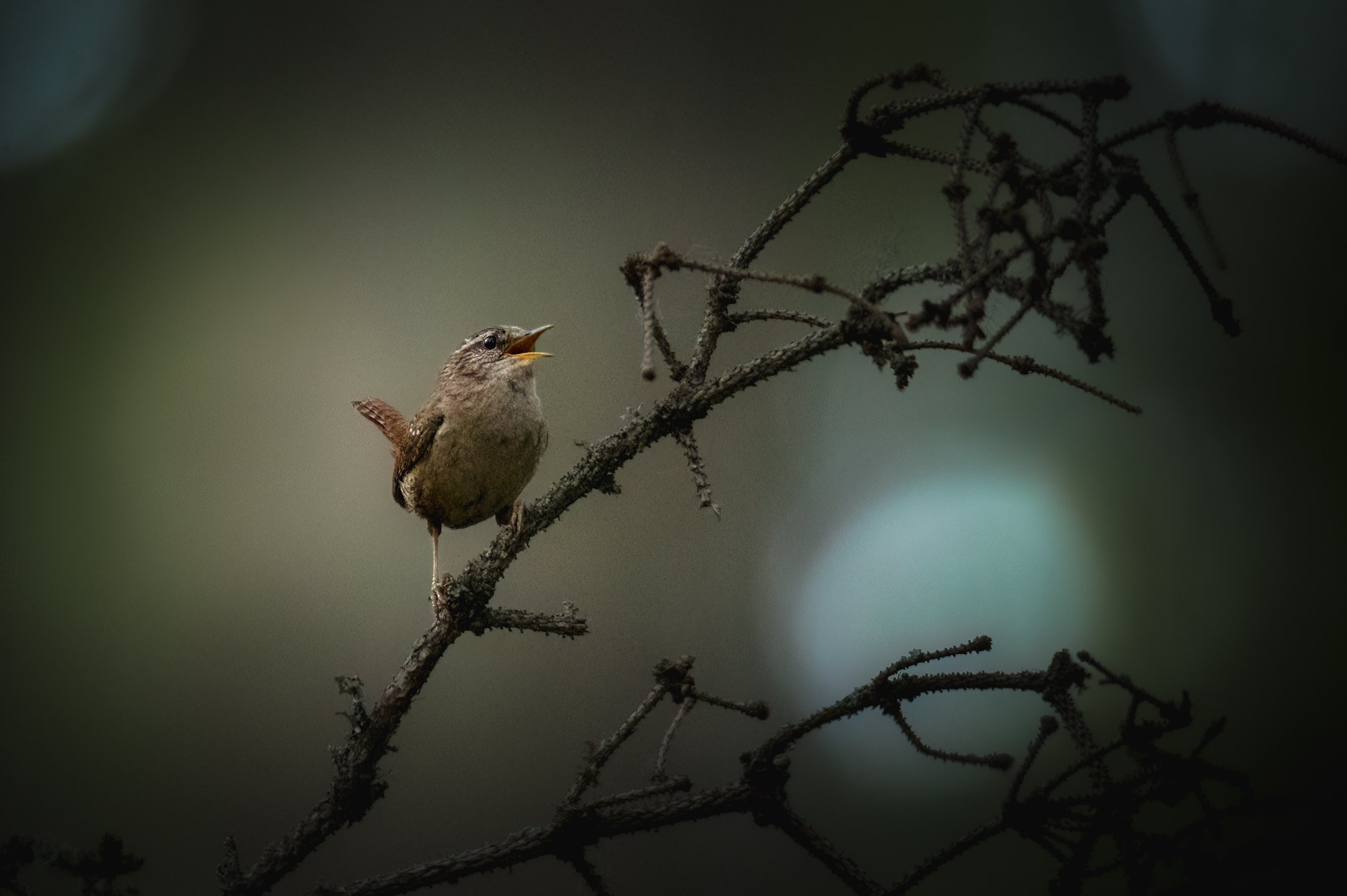 Can I be your wren (1 of 1).jpg