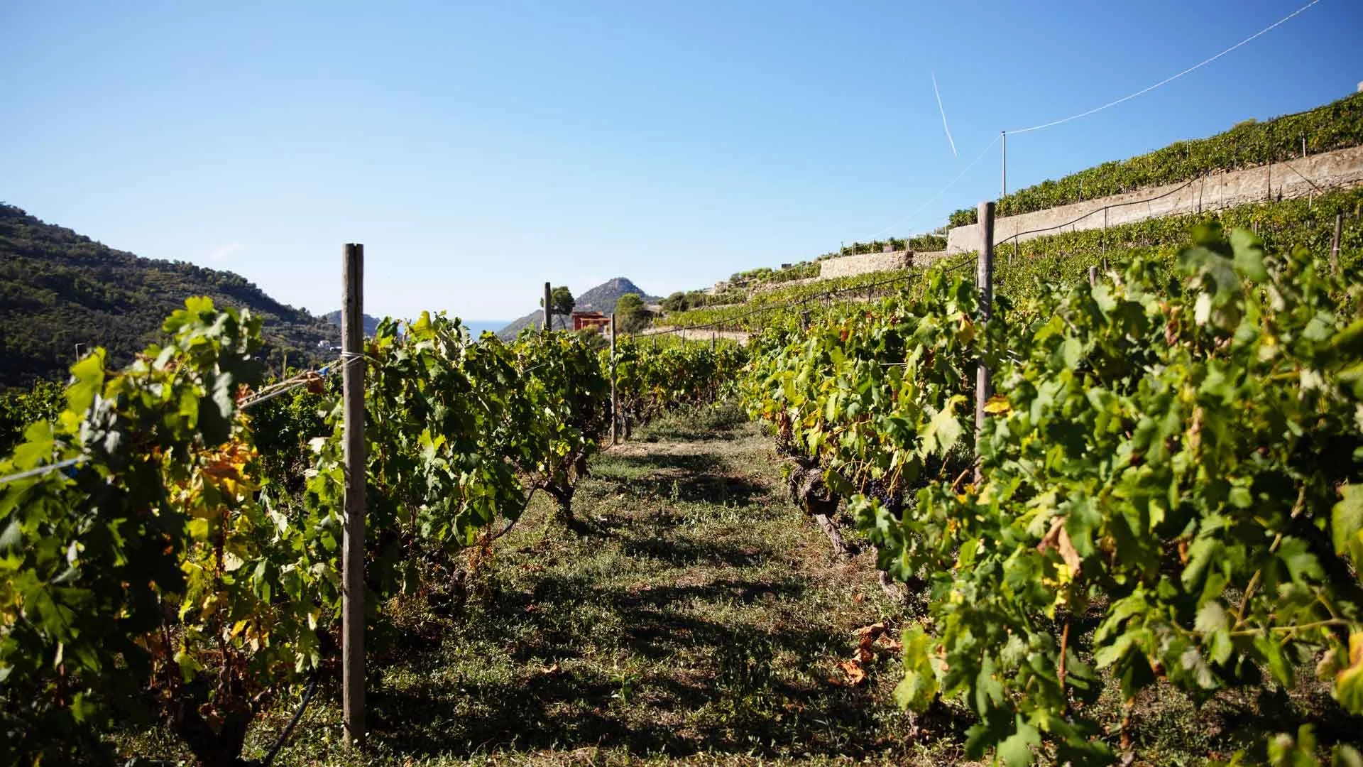 Rossese di Dolceacqua DOC: The Jewel of Ligurian Riviera