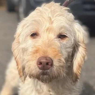 HAZEL