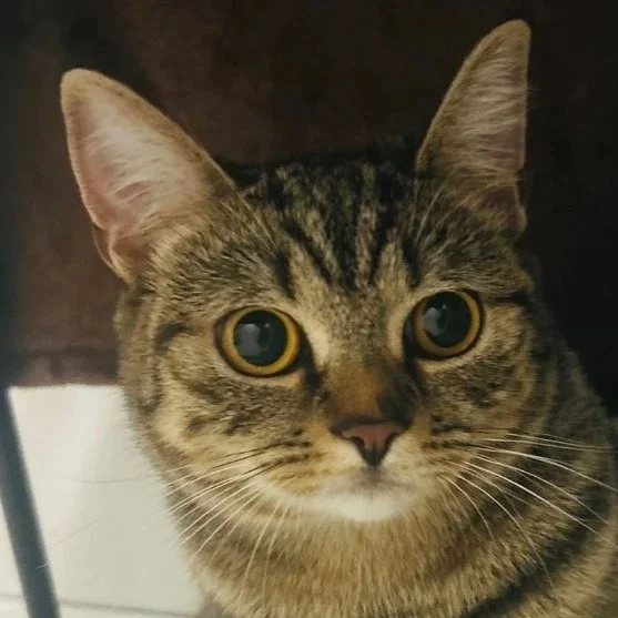 KOKO