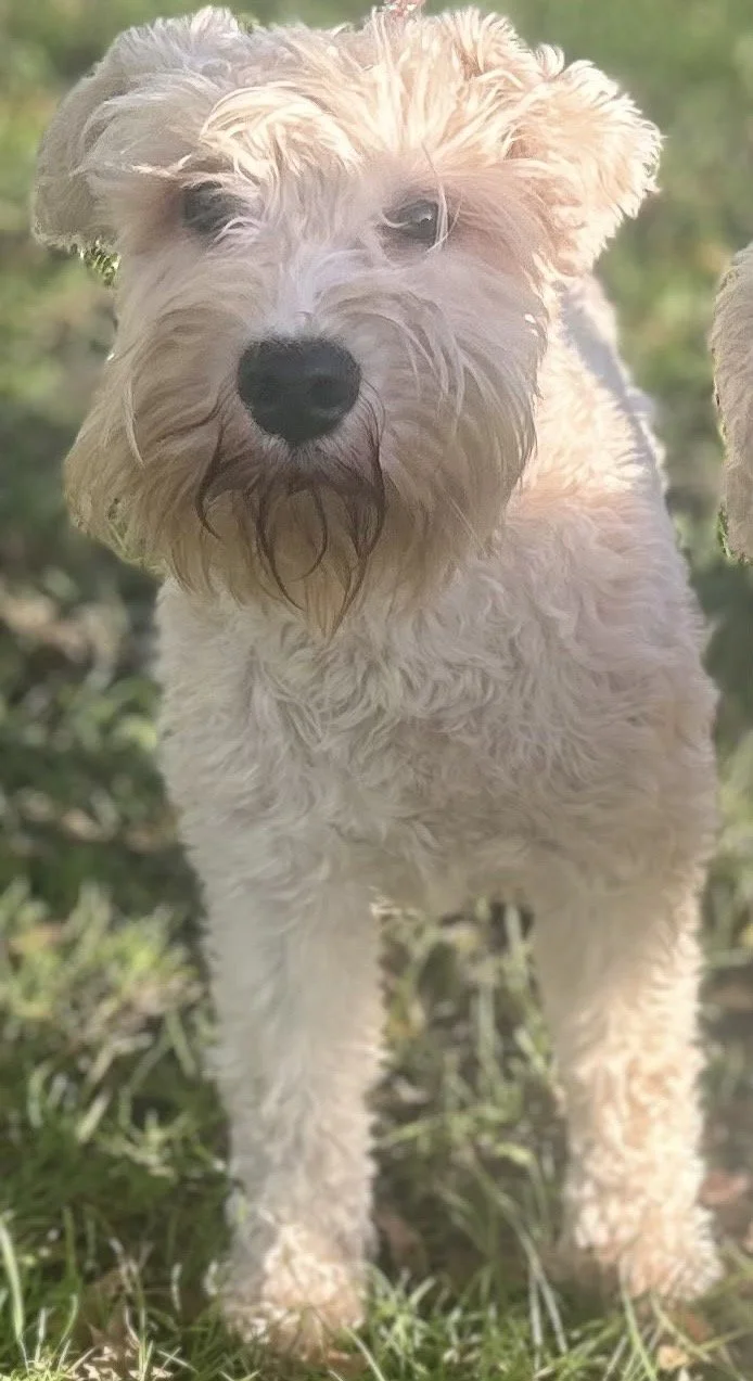 Olaf, a 2 years old male Miniature Schnauzer available for adoption from DBARC in Berkshire