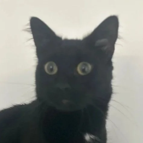 BLACKIE