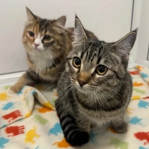 BELLA & TINKERBELLE