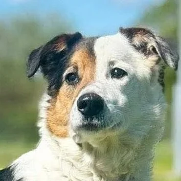 SHEP