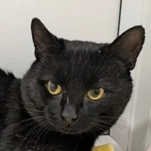 MOWGLI
