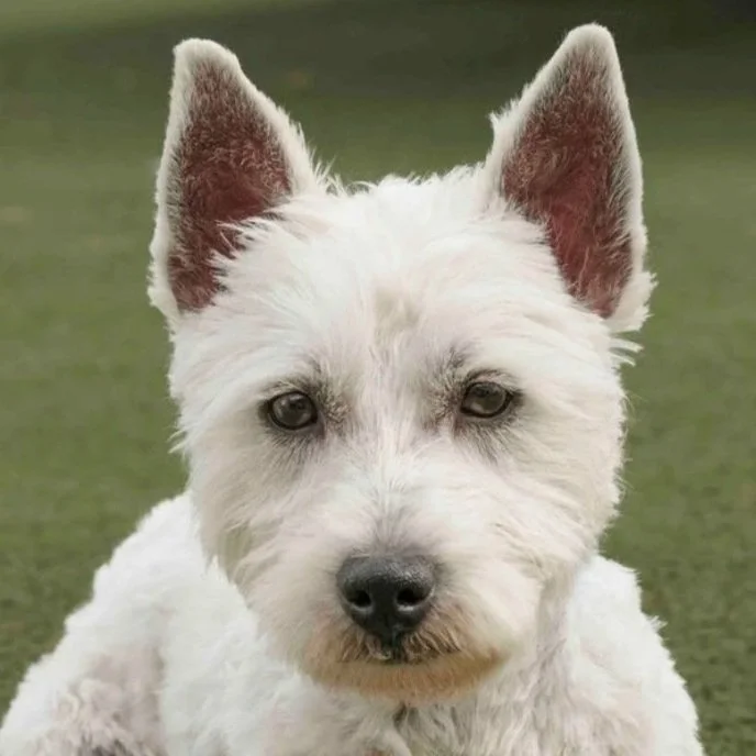 GEORGE