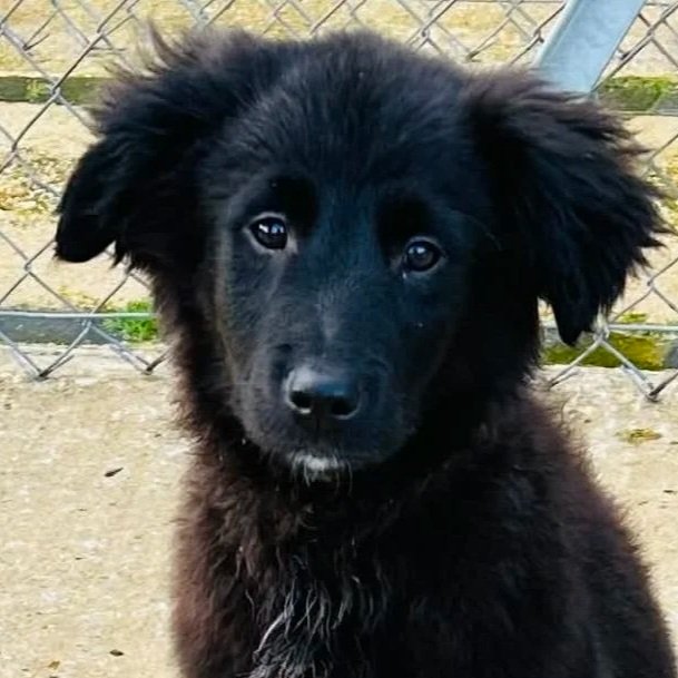 Bilbo, a 3 months old male Collie available for adoption from DBARC in Wokingham, Berkshire