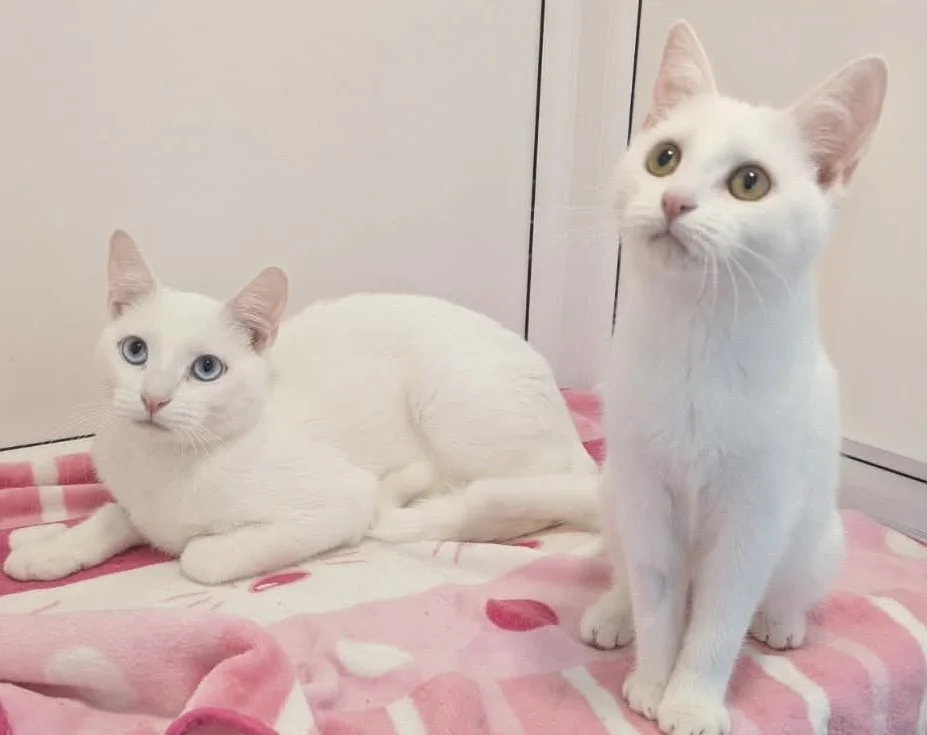 DUKE & MARIE