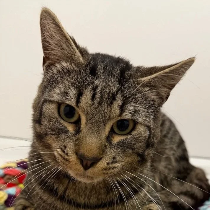 CAPTAIN MAU