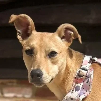 TINA