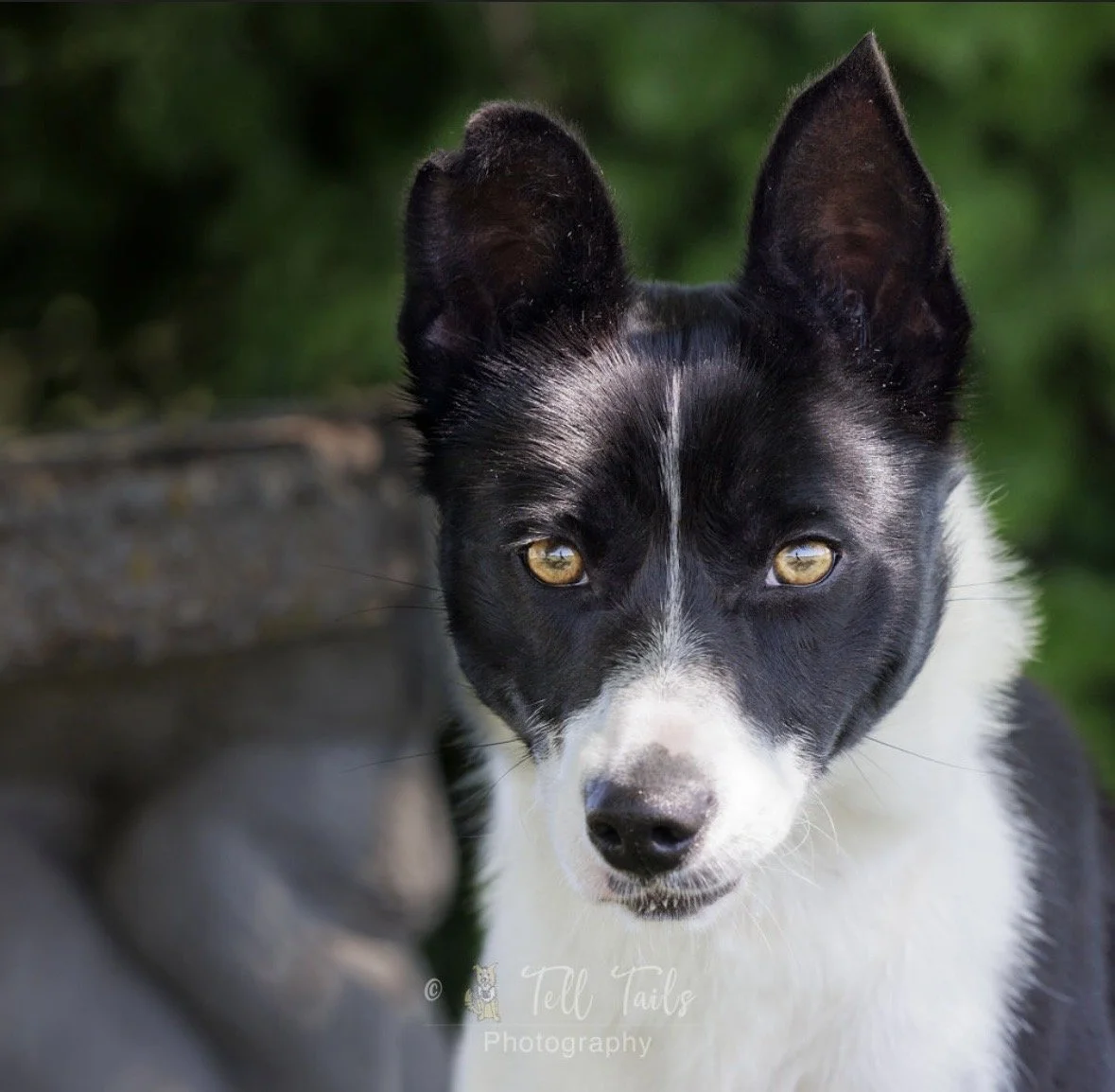 Corrie, a 2 years old female Collie available for adoption from DBARC in Berkshire