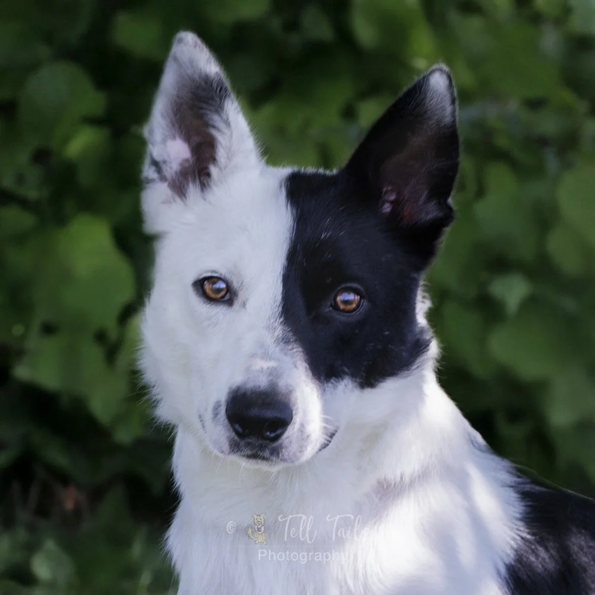 Colin, a 2 years old male Collie available for adoption from DBARC in Berkshire