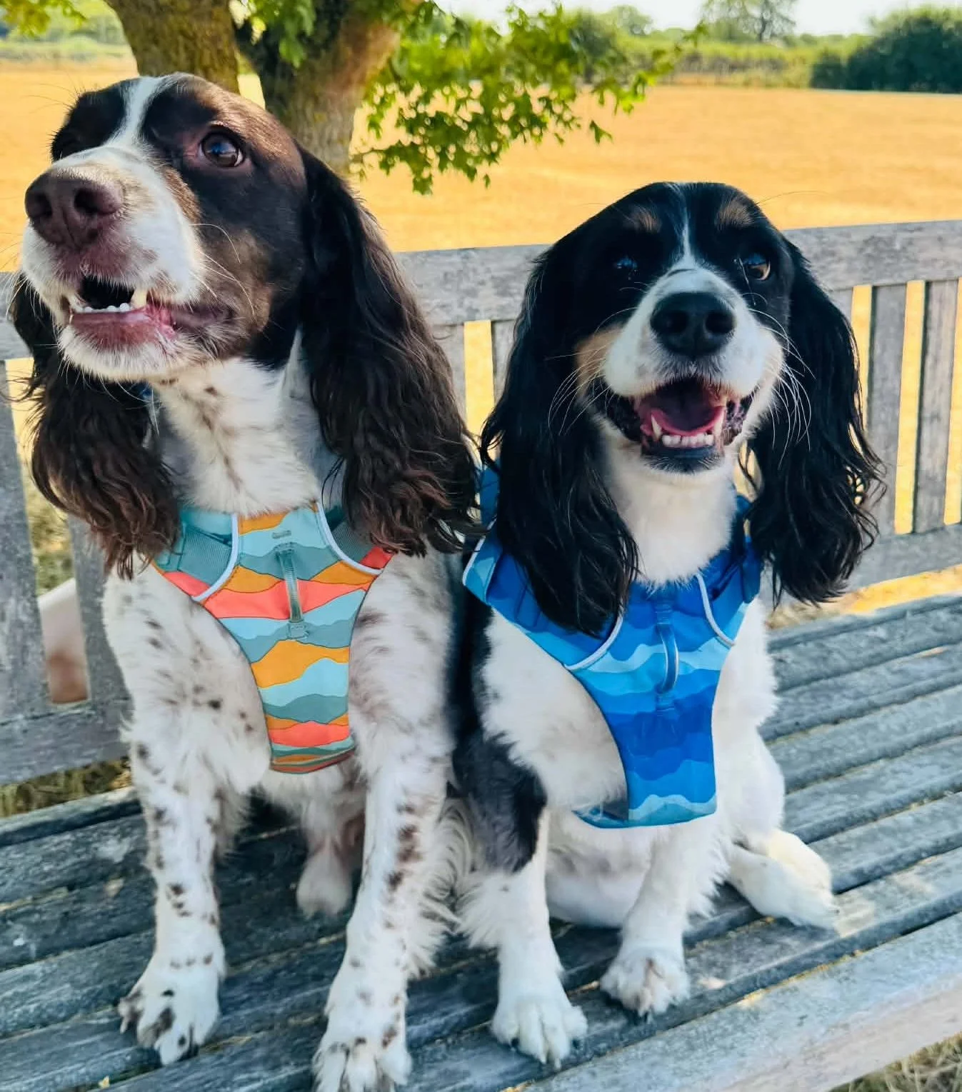 BELLA & HARVEY