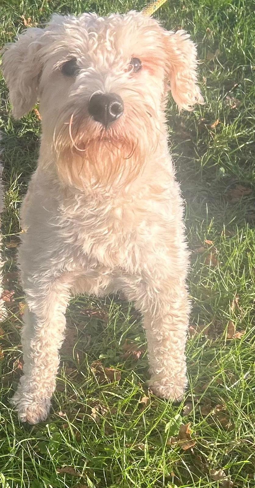 Crystal, a 10 months old female Miniature Schnauzer available for adoption from DBARC in Berkshire