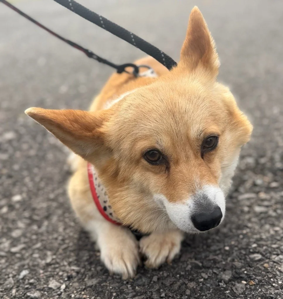 Lizzie, a 3 years old female Cardigan Welsh Corgi available for adoption from DBARC in Berkshire