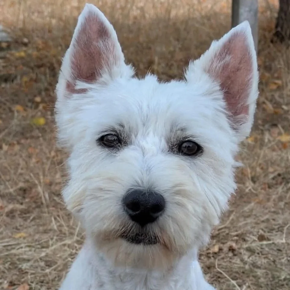 PIPPA
