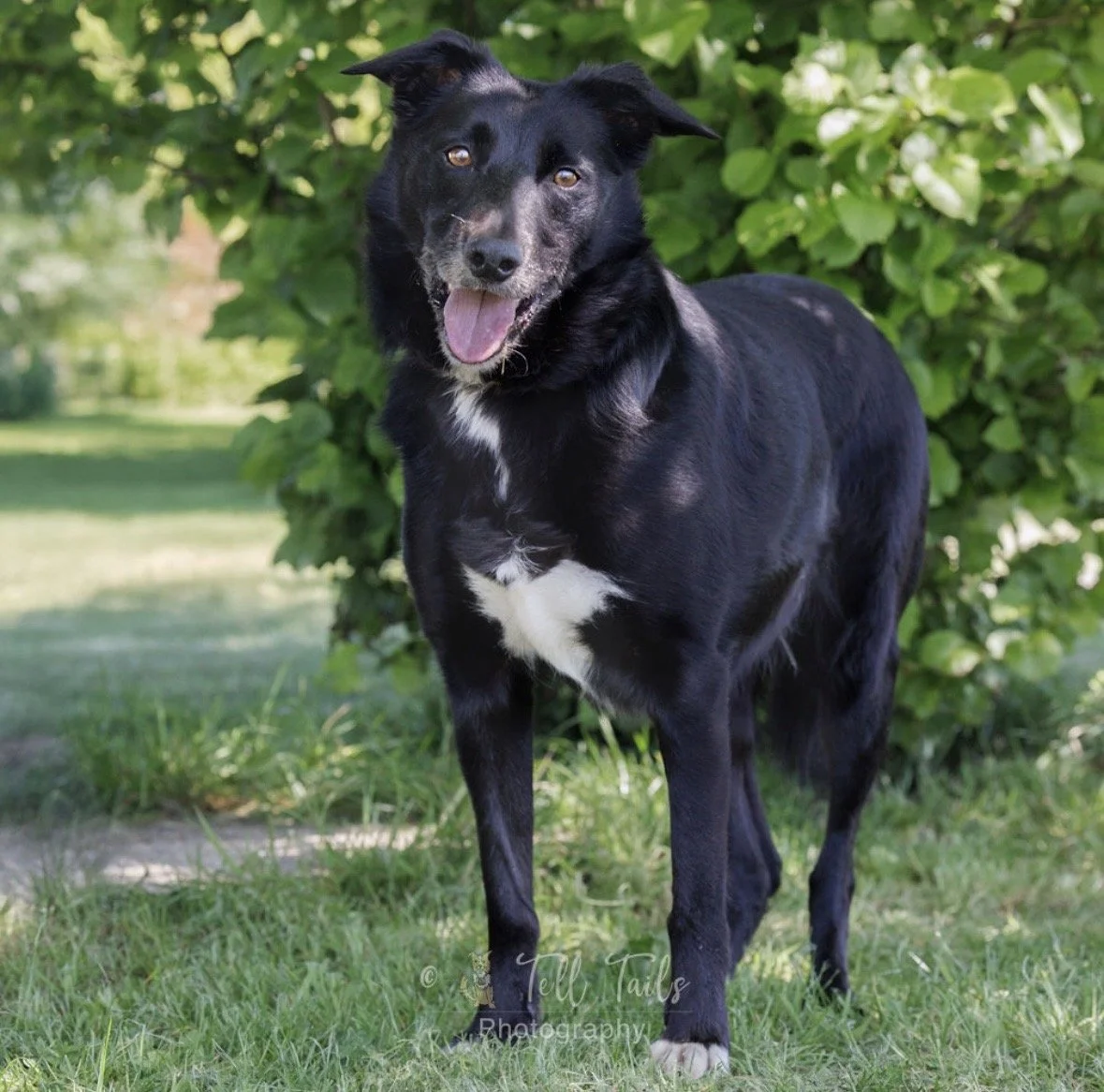 Milo, a 6 years old male Collie x Labrador available for adoption from DBARC in Berkshire