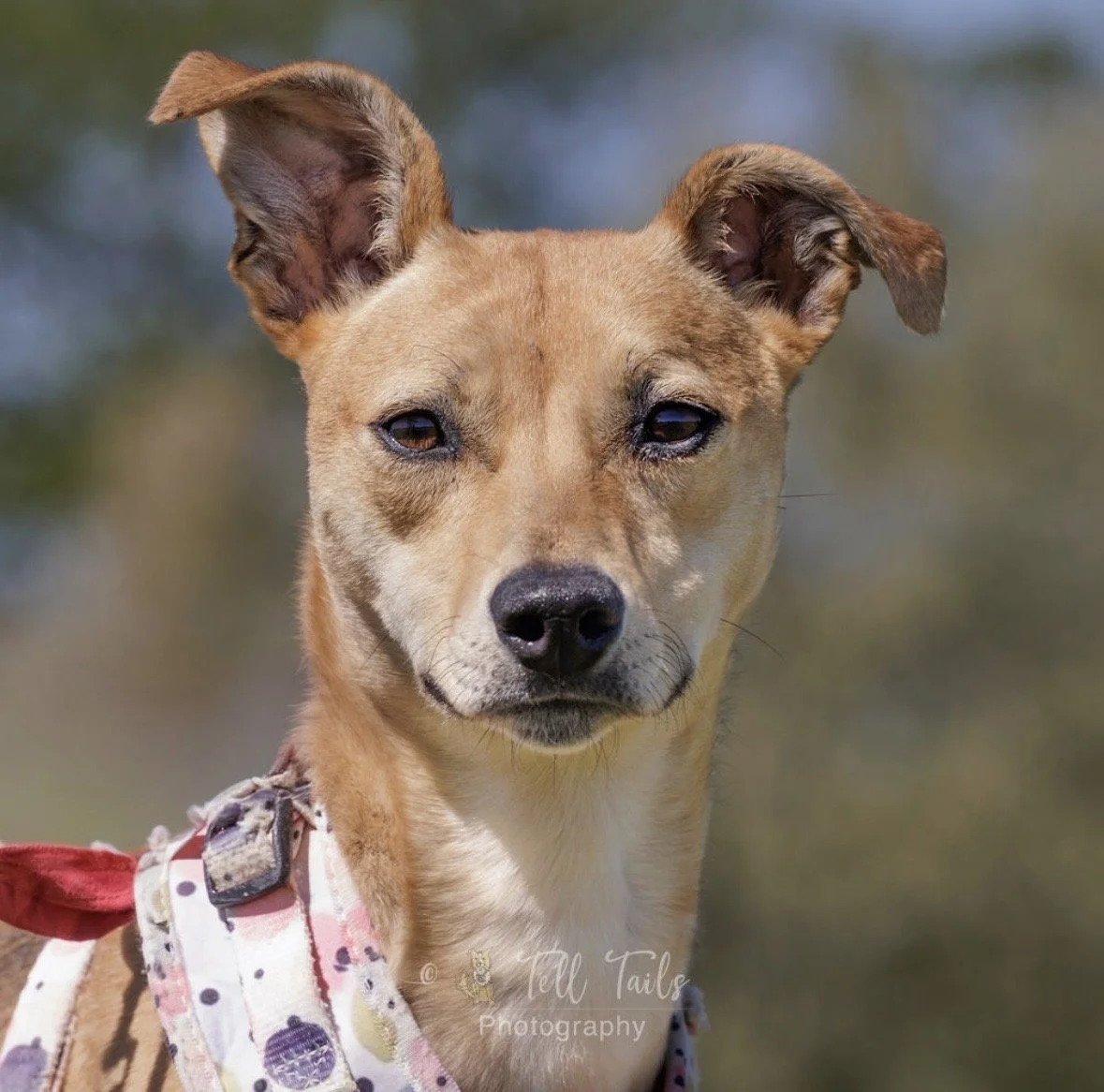 Polly, a 2 years old female Whippet available for adoption from DBARC in Berkshire