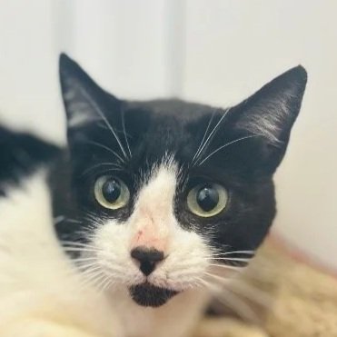 MITTENS
