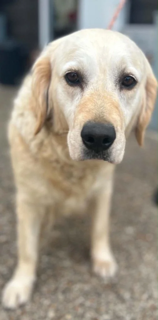 Princess, a 6 years old female Golden Retriever available for adoption from DBARC in Berkshire