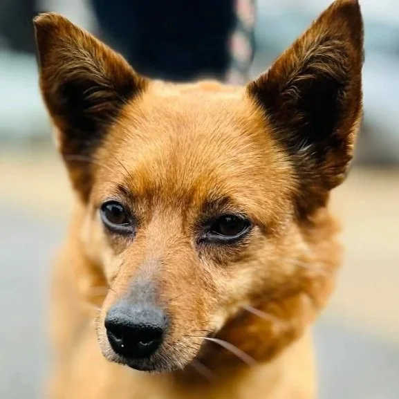 Ria, a 7 years old female Soft Coated Wheaten Terrier available for adoption from DBARC in Wokingham, Berkshire