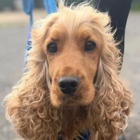 ROSIE