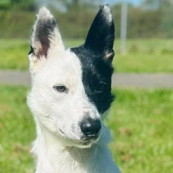 COLIN