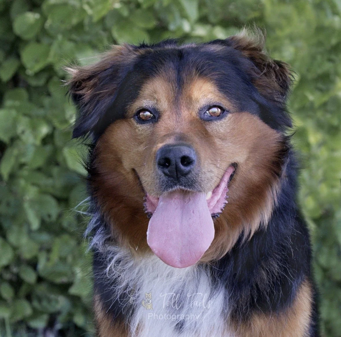 Ziggy, a 6 years old male Collie available for adoption from DBARC in Berkshire