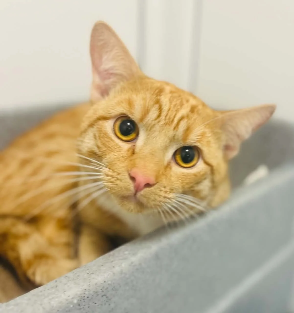 TIGGER