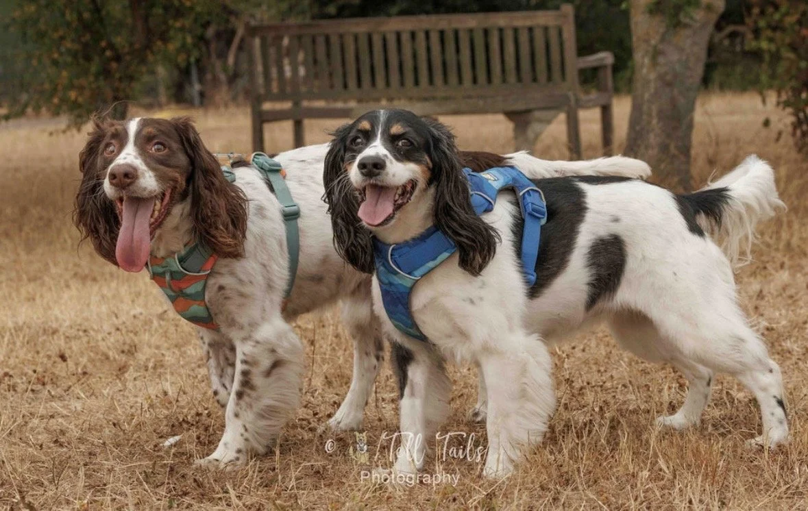 BELLA & HARVEY