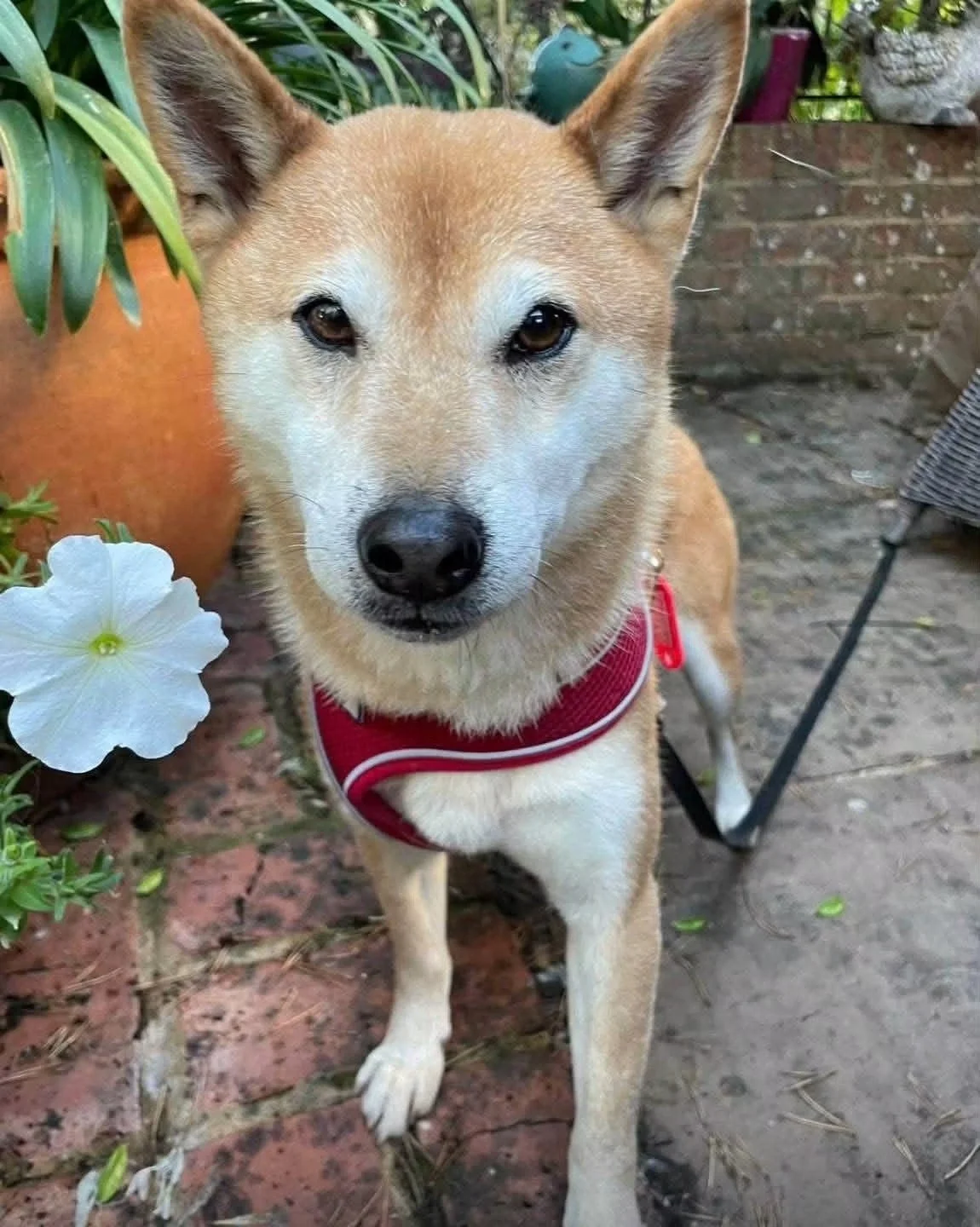 MIA