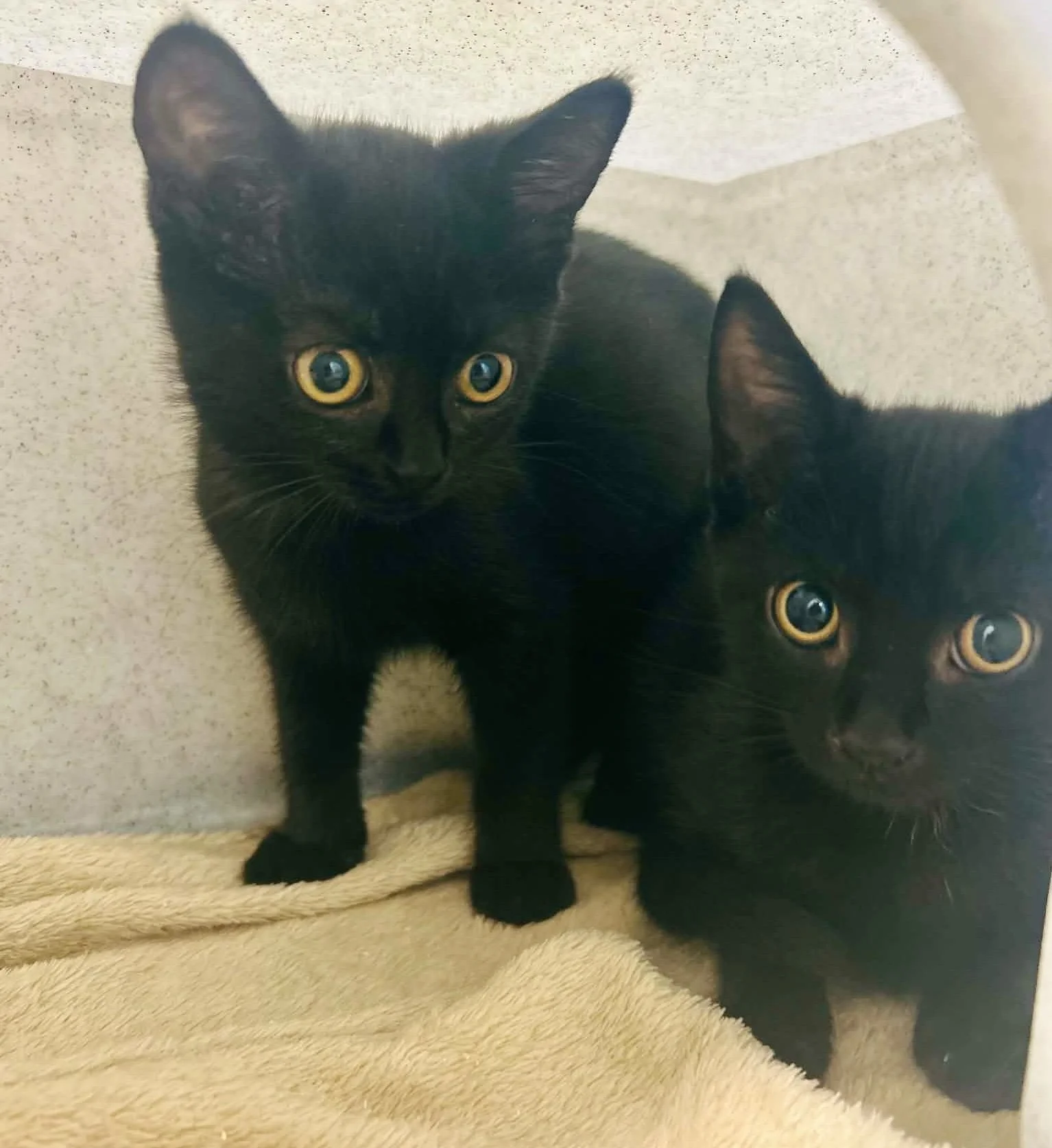 COLA & TACO