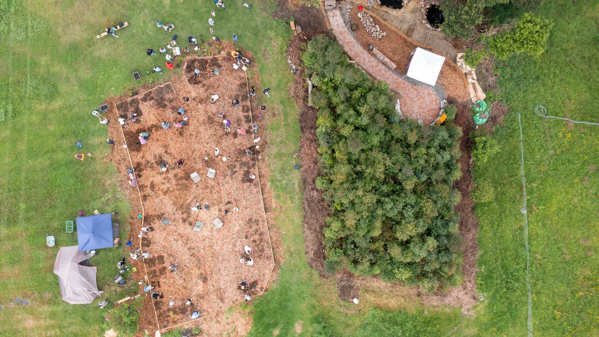 Cardiff Heights Tiny Forest. courtesy The Groundswell Collective