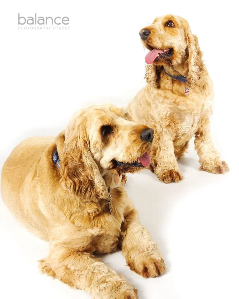 Pets Photography Cardiff